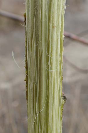 Salix purpurea \ Purpur-Weide / Purple Willow, D Römerberg 13.3.2019