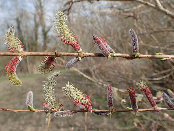 Salix purpurea \ Purpur-Weide / Purple Willow, D Römerberg 13.3.2019