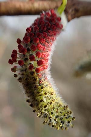 Salix purpurea \ Purpur-Weide / Purple Willow, D Römerberg 13.3.2019