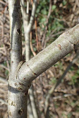 Salix purpurea \ Purpur-Weide / Purple Willow, D Römerberg 13.3.2019