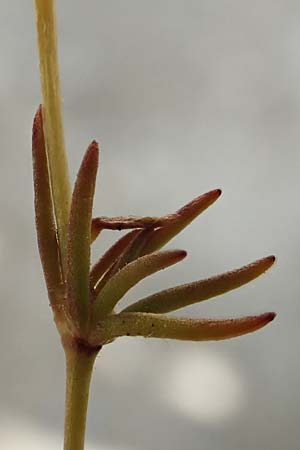 Spergula pentandra \ Fnfmnniger Sprgel / Five-Stamen Spurrey, D Waghäusel-Wiesental 15.4.2020