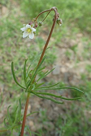 Spergula arvensis, Acker-Spörgel Spergula arvensis, Acker-Spörgel