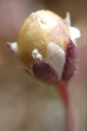Spergula pentandra \ Fnfmnniger Sprgel / Five-Stamen Spurrey, D Waghäusel-Wiesental 12.4.2021