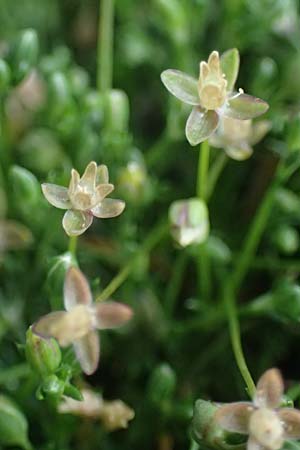Sagina procumbens, Niederliegendes Mastkraut