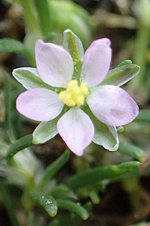 Spergularia rubra \ Rote Schuppenmiere, Roter Sprkling / Sea Spurrey, D Hamburg 12.9.2021