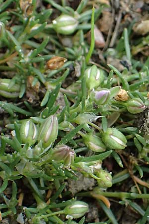 Spergularia rubra \ Rote Schuppenmiere, Roter Sprkling / Sea Spurrey, D Hamburg 12.9.2021