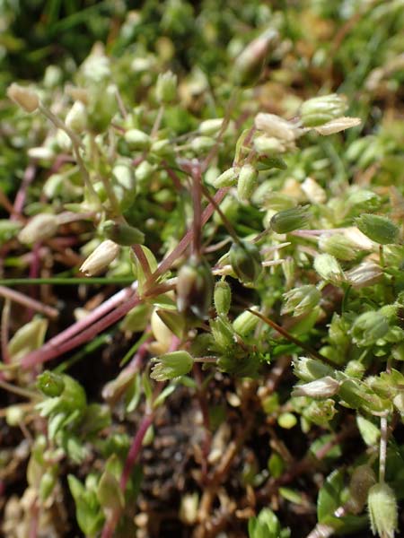 Stellaria pallida \ Blasse Vogelmiere / Lesser Chickweed, D Waghäusel-Wiesental 9.4.2022