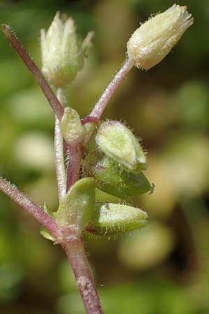 Stellaria pallida \ Blasse Vogelmiere / Lesser Chickweed, D Waghäusel-Wiesental 9.4.2022