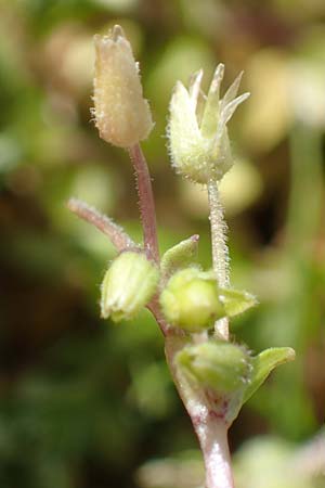 Stellaria pallida \ Blasse Vogelmiere / Lesser Chickweed, D Waghäusel-Wiesental 9.4.2022