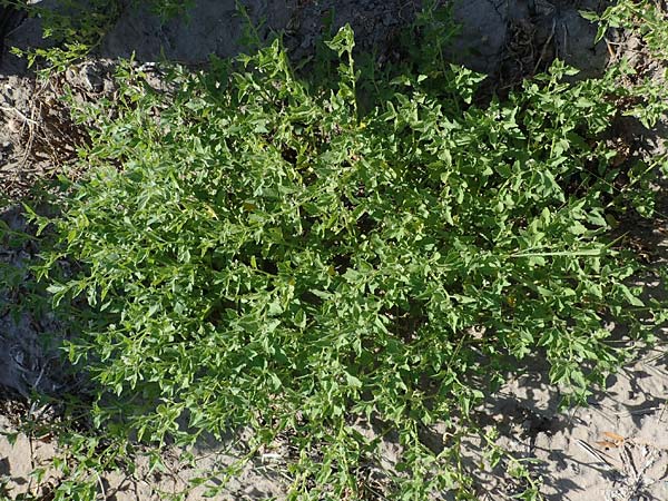 Solanum nitidibaccatum \ Argentinischer Nachtschatten, Glanzfrchtiger Nachtschatten / Ground-Cherry Nightshade, Hairy Nightshade, D Schifferstadt 12.8.2022
