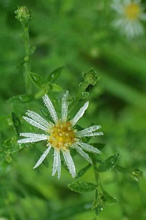 Symphyotrichum parviflorum \ Kleinbltige Herbst-Aster / Smallflower Tansy Aster, Shore Aster, D Landkreis Karlsruhe, Oberhausen-Rheinhausen 25.7.2025