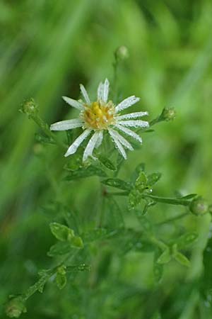 Symphyotrichum parviflorum \ Kleinbltige Herbst-Aster / Smallflower Tansy Aster, Shore Aster, D Landkreis Karlsruhe, Oberhausen-Rheinhausen 25.7.2025