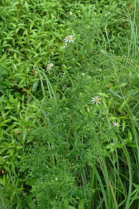 Symphyotrichum parviflorum \ Kleinbltige Herbst-Aster / Smallflower Tansy Aster, Shore Aster, D Landkreis Karlsruhe, Oberhausen-Rheinhausen 25.7.2025