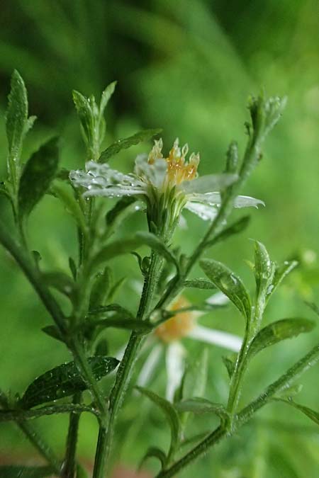 Symphyotrichum parviflorum \ Kleinbltige Herbst-Aster / Smallflower Tansy Aster, Shore Aster, D Landkreis Karlsruhe, Oberhausen-Rheinhausen 25.7.2025