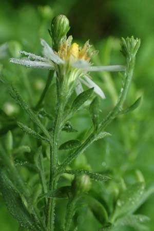 Symphyotrichum parviflorum \ Kleinbltige Herbst-Aster / Smallflower Tansy Aster, Shore Aster, D Landkreis Karlsruhe, Oberhausen-Rheinhausen 25.7.2025