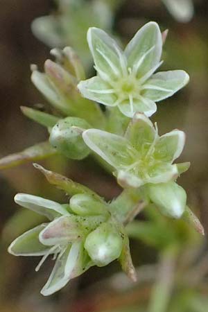 Scleranthus perennis \ Ausdauerndes Knuelkraut / Perennial Knawel, D Falkenstein 31.7.2025