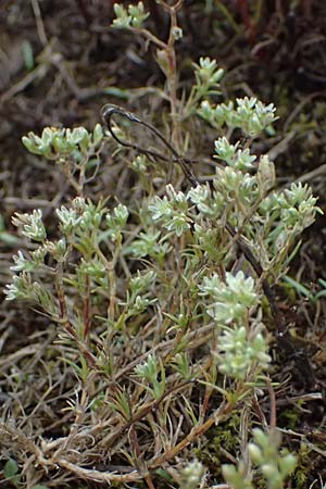 Scleranthus perennis \ Ausdauerndes Knuelkraut / Perennial Knawel, D Falkenstein 31.7.2025