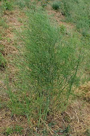 Asparagus officinalis, Schultes' Nachtschatten, Täuschender Nachtschatten