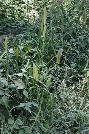 Setaria pumila \ Rote Borstenhirse, Fuchsrote Borstenhirse / Yellow Bristle Grass, D Pfalz, Speyer 8.8.2026