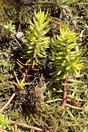 Sedum rupestre \ Felsen-Fetthenne, Tripmadam / Crooked Yellow Stonecrop, Reflexed Stonecrop, D Weinheim an der Bergstraße 17.4.2018