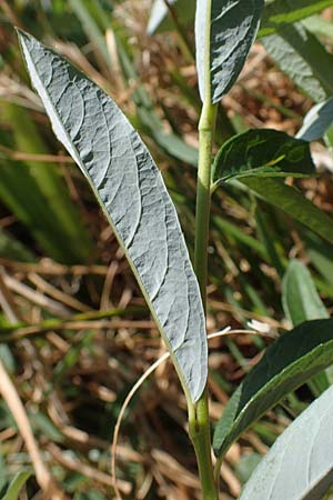 Salix repens \ Kriech-Weide / Creeping Willow, D Böhl-Iggelheim 2.7.2023