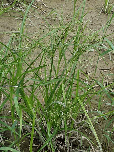 Scirpus radicans \ Wurzelnde Simse / Rooting Club-Rush, D Deggendorf 3.7.2023