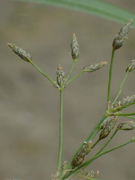 Scirpus radicans \ Wurzelnde Simse / Rooting Club-Rush, D Deggendorf 3.7.2023