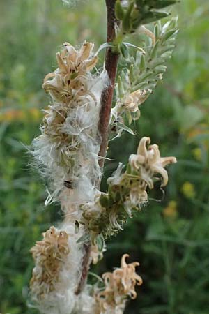 Salix repens \ Kriech-Weide / Creeping Willow, D Neuleiningen 14.5.2026