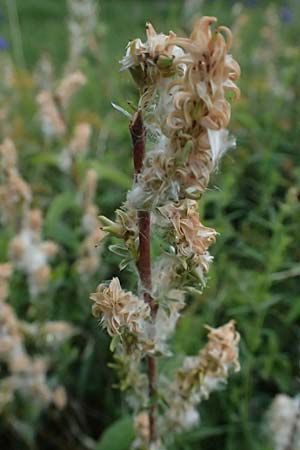 Salix repens \ Kriech-Weide / Creeping Willow, D Neuleiningen 14.5.2026