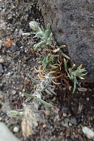 Spergularia rubra \ Rote Schuppenmiere, Roter Sp�rkling / Sea Spurrey, D Frankfurt 1.6.2026