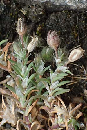 Spergularia rubra \ Rote Schuppenmiere, Roter Sp�rkling / Sea Spurrey, D Frankfurt 1.6.2026
