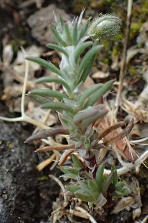Spergularia rubra \ Rote Schuppenmiere, Roter Sp�rkling / Sea Spurrey, D Frankfurt 1.6.2026
