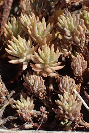 Sedum rupestre \ Felsen-Fetthenne, Tripmadam / Crooked Yellow Stonecrop, Reflexed Stonecrop, D Gro&szlig;heubach am Main 28.6.2026