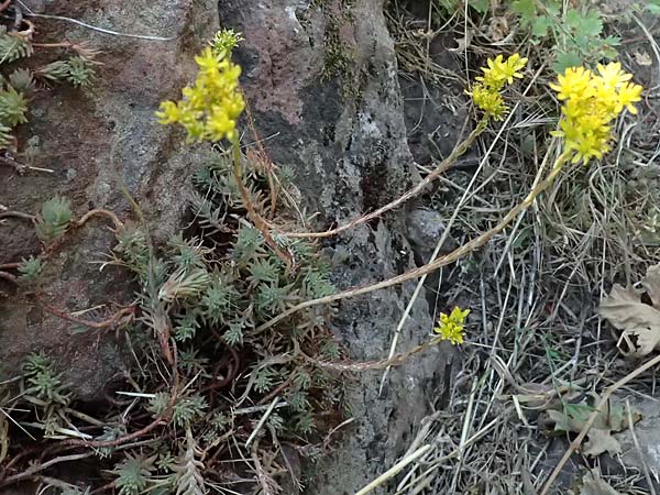 Sedum rupestre \ Felsen-Fetthenne, Tripmadam / Crooked Yellow Stonecrop, Reflexed Stonecrop, D Gro&szlig;heubach am Main 28.6.2026