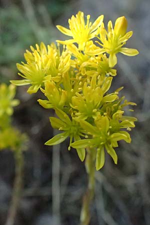 Sedum rupestre \ Felsen-Fetthenne, Tripmadam / Crooked Yellow Stonecrop, Reflexed Stonecrop, D Gro&szlig;heubach am Main 28.6.2026