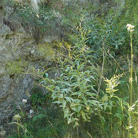 Sisymbrium strictissimum \ Steife Rauke / Perennial Rocket, D Nördlingen 10.7.2015