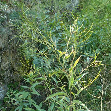 Sisymbrium strictissimum \ Steife Rauke / Perennial Rocket, D Nördlingen 10.7.2015