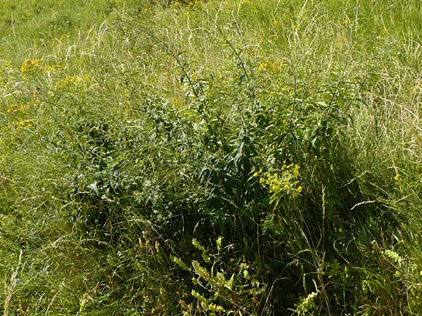 Sisymbrium strictissimum \ Steife Rauke / Perennial Rocket, D Nördlingen 10.7.2015