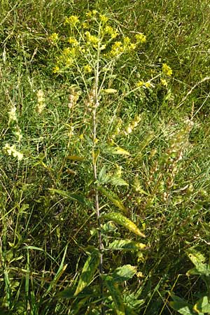 Sisymbrium strictissimum \ Steife Rauke / Perennial Rocket, D Nördlingen 10.7.2015