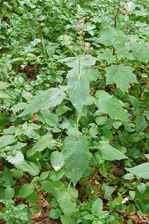Stachys sylvatica \ Wald-Ziest / Hedge Woundwort, D Odenwald, Reichelsheim 16.6.2015