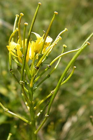Sisymbrium strictissimum \ Steife Rauke / Perennial Rocket, D Nördlingen 10.7.2015
