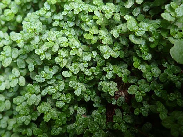 Soleirolia soleirolii \ Bubikpfchen / Baby's Tears, D Karlsruhe 3.10.2015