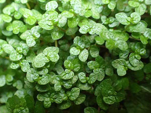 Soleirolia soleirolii \ Bubikpfchen / Baby's Tears, D Karlsruhe 3.10.2015