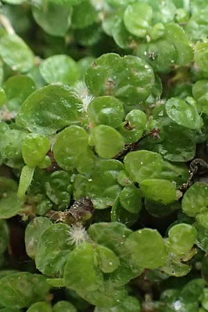 Soleirolia soleirolii, Bubikpfchen