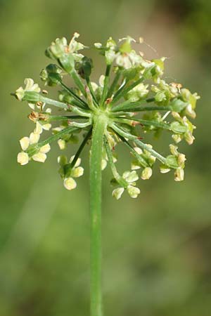 Silaum silaus \ Wiesen-Silge / Pepper Saxifrage, D Ketsch 23.7.2020
