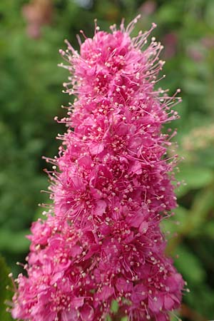 Spiraea x billardii \ Kolben-Spiere, Billards Spierstrauch, D Monschau 27.7.2020