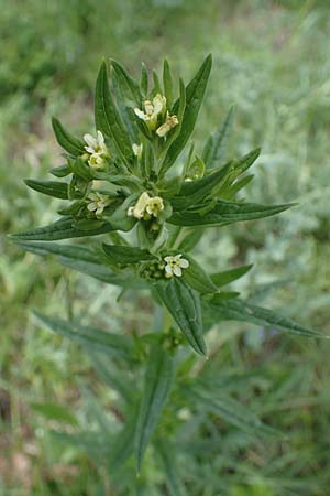 Lithospermum officinale, Echter Steinsame Lithospermum officinale, Echter Steinsame