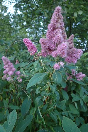 Spiraea salicifolia \ Weidenblttriger Spierstrauch / Willowleaf Meadowsweet, Bridewort, D Hunsrück, Börfink 18.7.2022