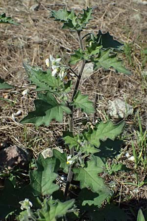 Solanum nigrum subsp. schultesii, Schultes' Nachtschatten, Täuschender Nachtschatten
