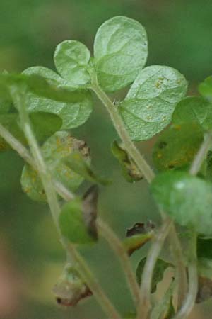 Soleirolia soleirolii \ Bubik�pfchen / Baby's Tears, D Essen 31.8.2026